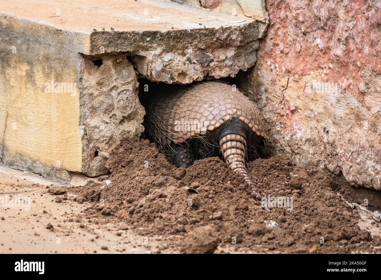 Six-banded armadillo digging nest hole in the Brazilian Pantanal Stock Photo