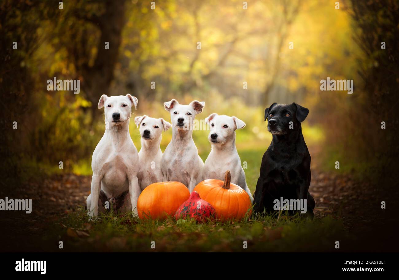 Patterdale terrier and Jack Russell. Autumn portrait of terrier dogs Stock Photo