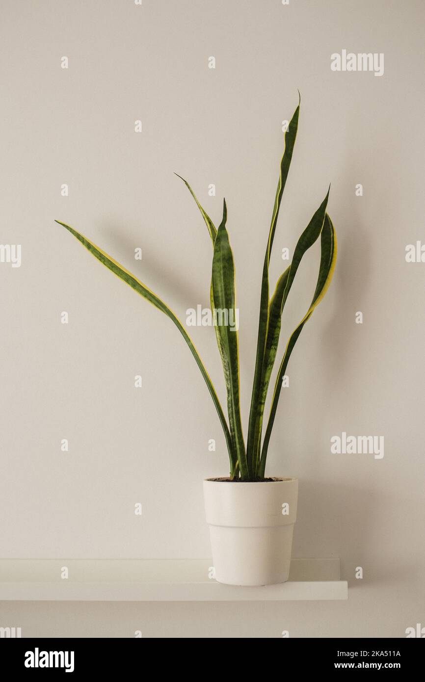 House plant in a pot Stock Photo