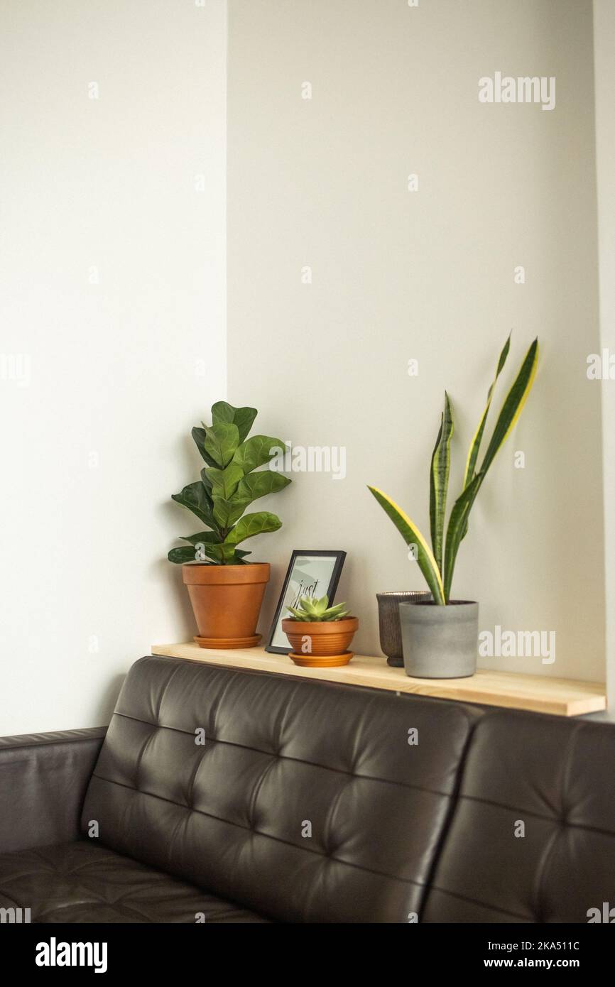 House plants in a pot Stock Photo