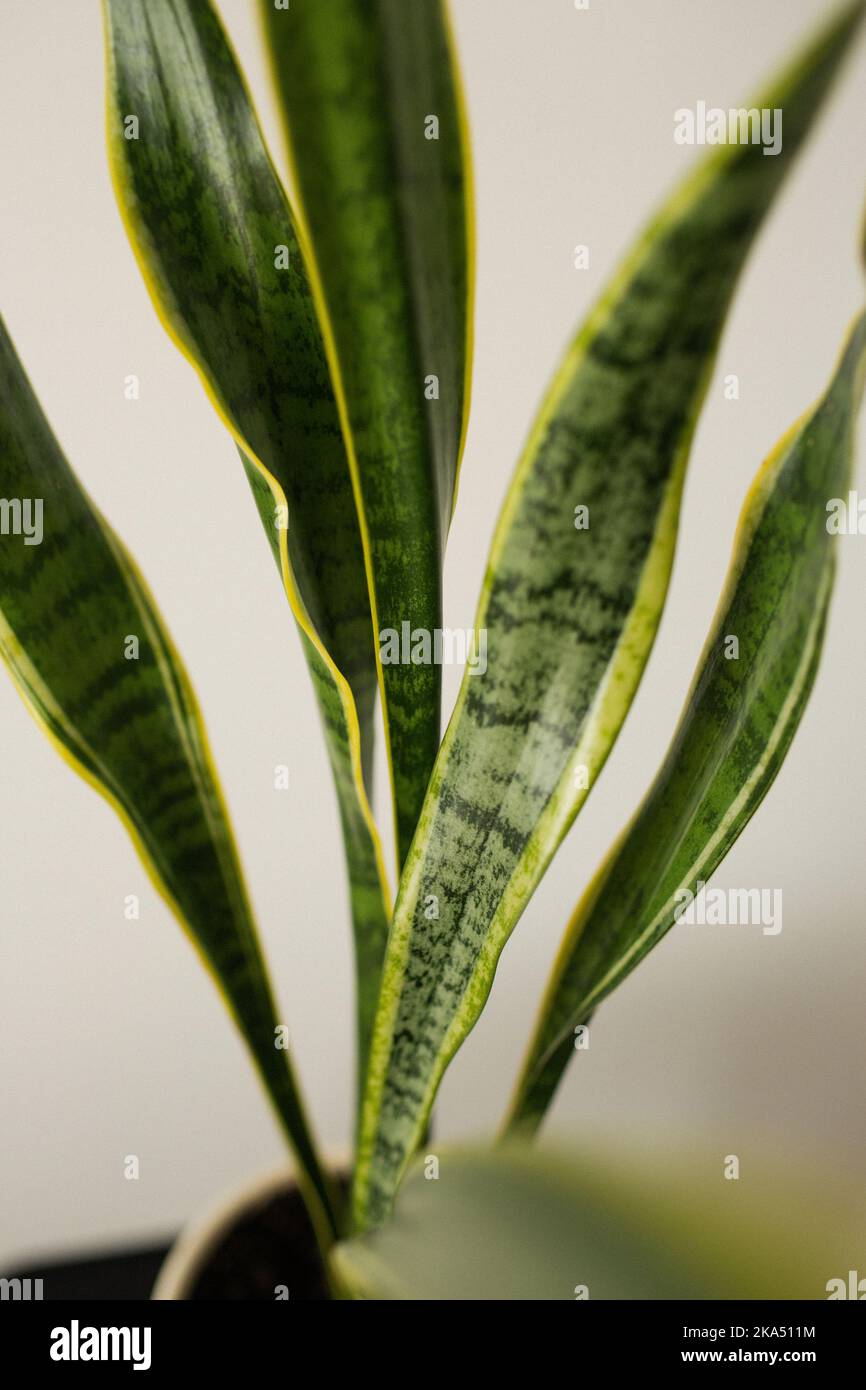 House plant in a pot Stock Photo