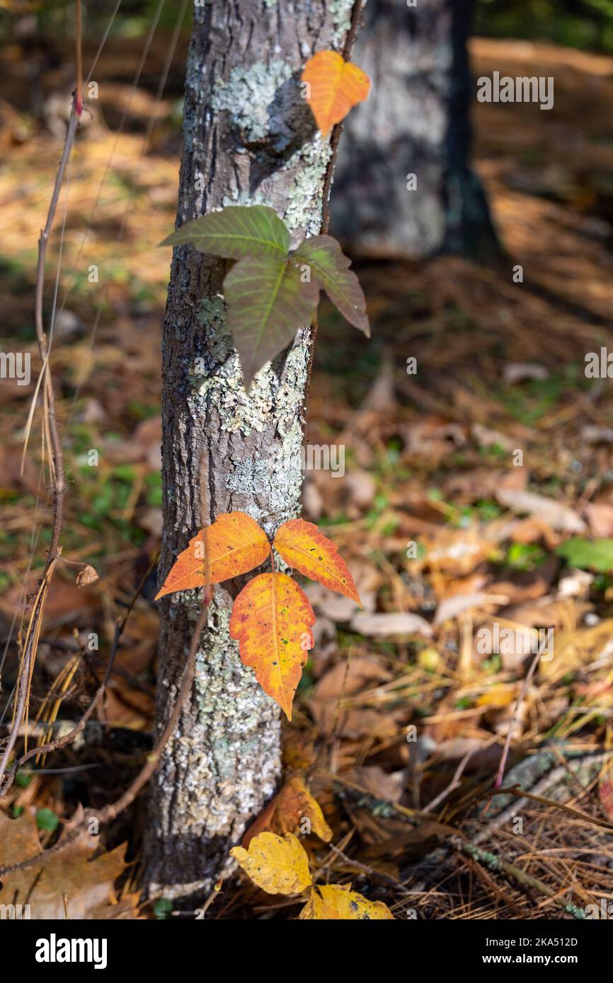 Poison Ivy Changing Color in the Fall Stock Photo Alamy