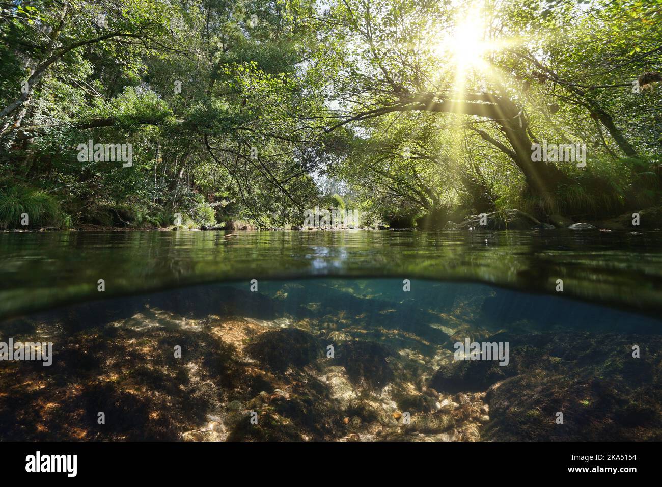 River with sunlight and trees foliage, split level view over and under water surface, Spain, Galicia Stock Photo