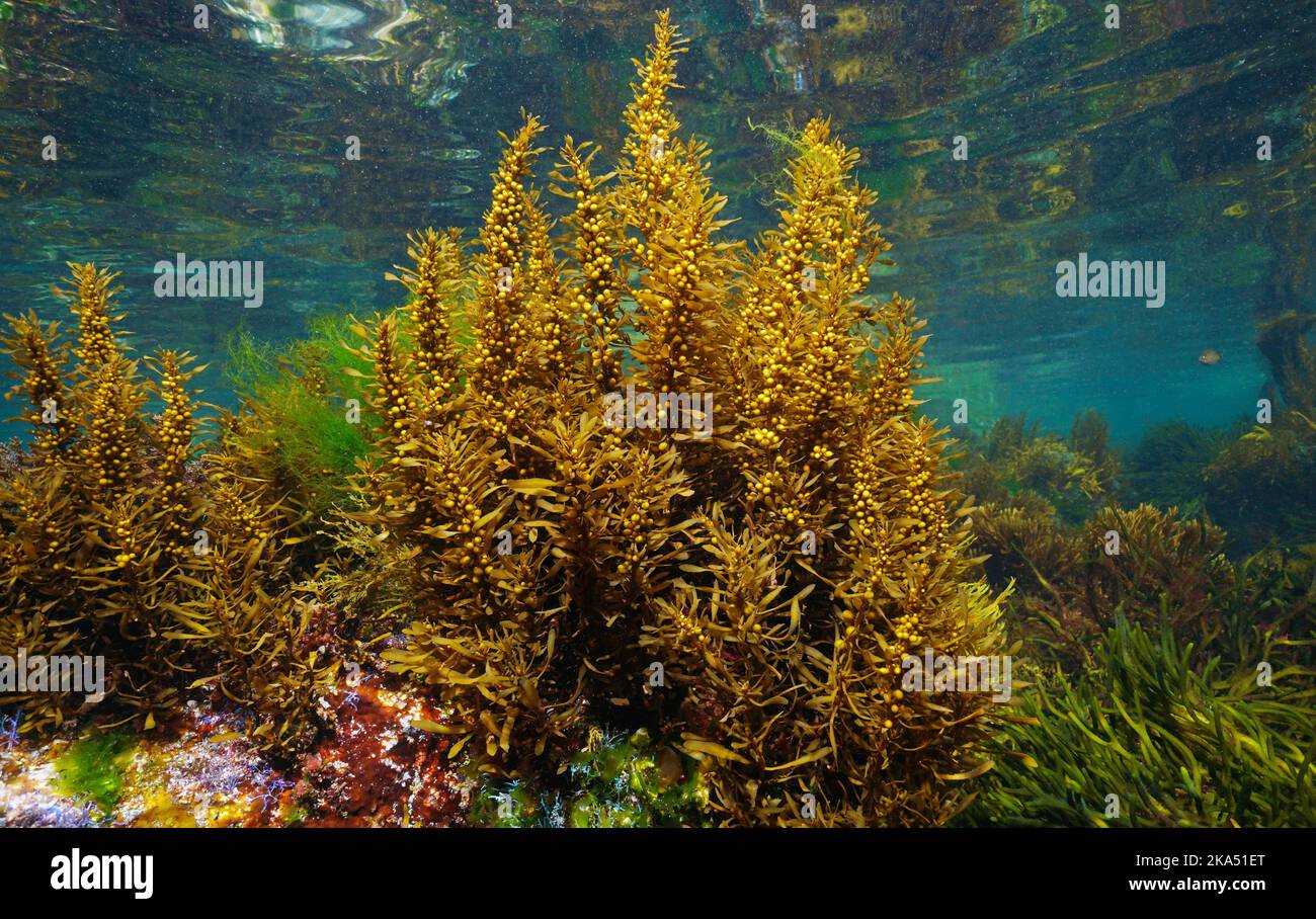 Sargassum muticum alga commonly known as Japanese wireweed, brown seaweed underwater in the Atlantic ocean, Spain Stock Photo