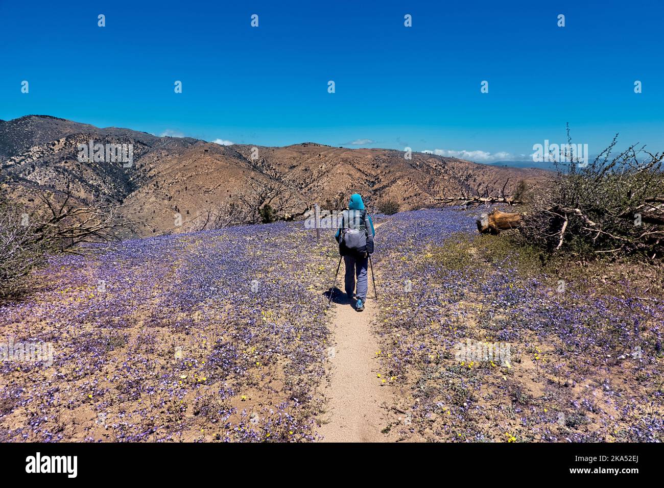 Wildflowers in the Mojave Desert in spring, Pacific Crest Trail, Tehachapi, California, USA Stock Photo