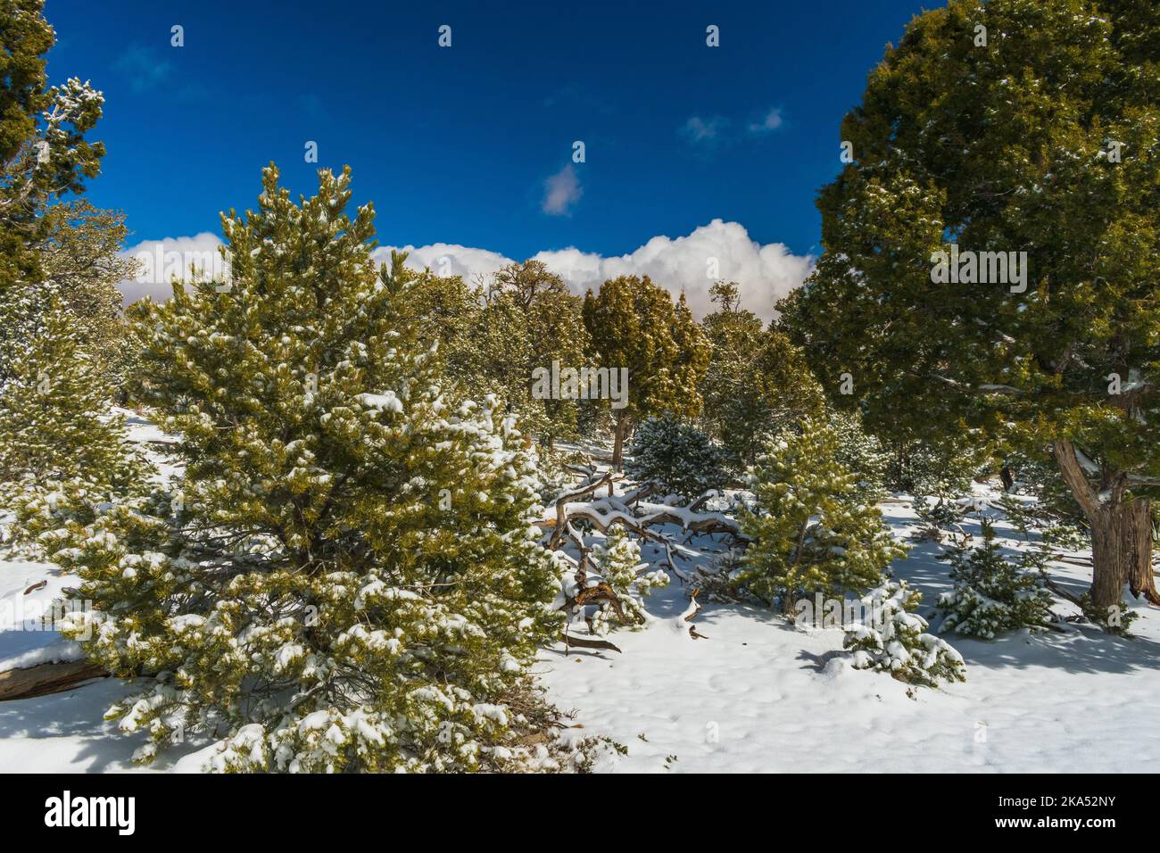 A snowy grove of trees in Grand Canyon National Park, USA Stock Photo ...