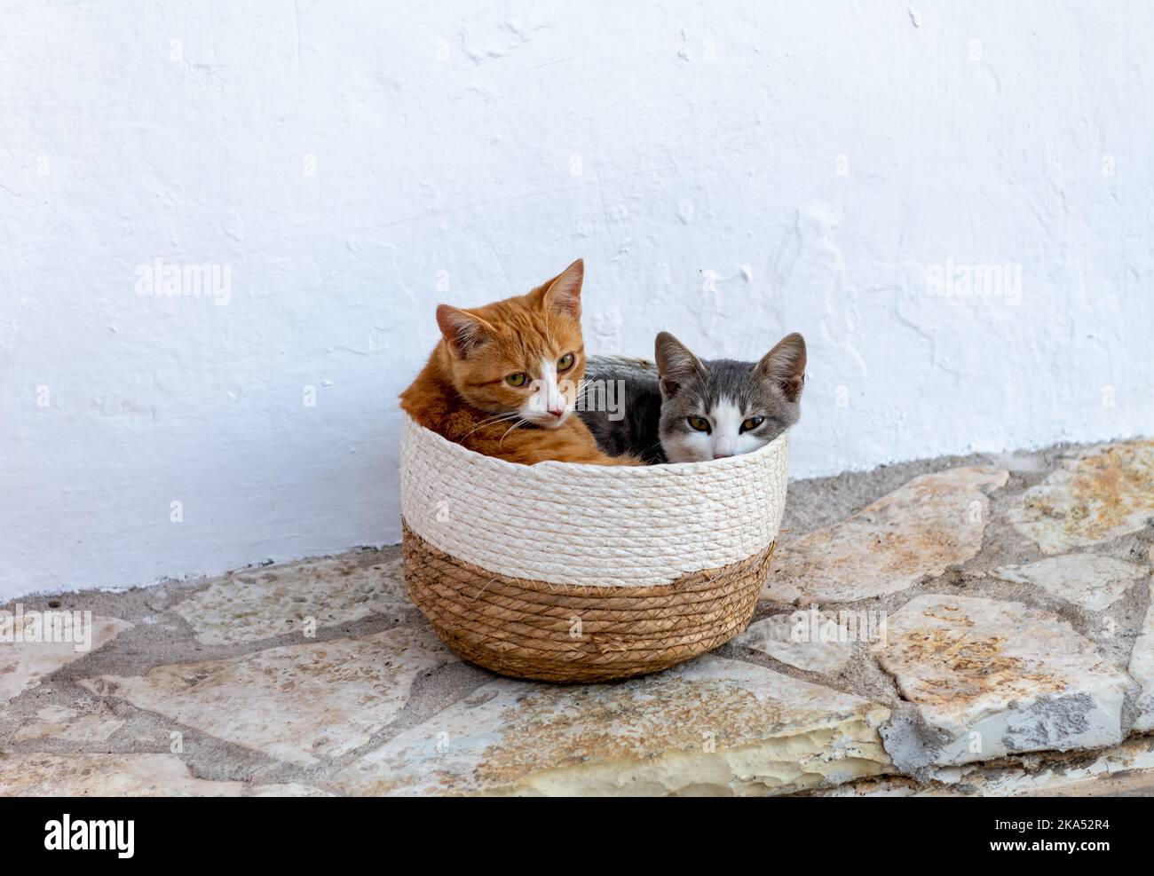 Two stray, wild kittens sleeping in a basket. Sharing warmth. Stock Photo
