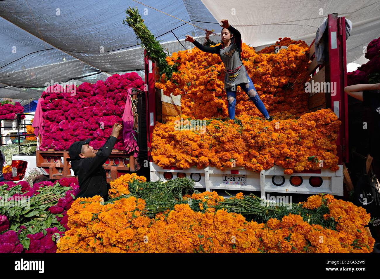 Mexico City, Mexico. 31st Oct, 2022. Workers unload bundles of cempasuchil flowers, the traditional Day of the Dead flower used to decorate altars and gravesites during the annual festival at the Jamaica Flower Market, October 31, 2022 in Mexico City, Mexico. Credit: Richard Ellis/Richard Ellis/Alamy Live News Stock Photo