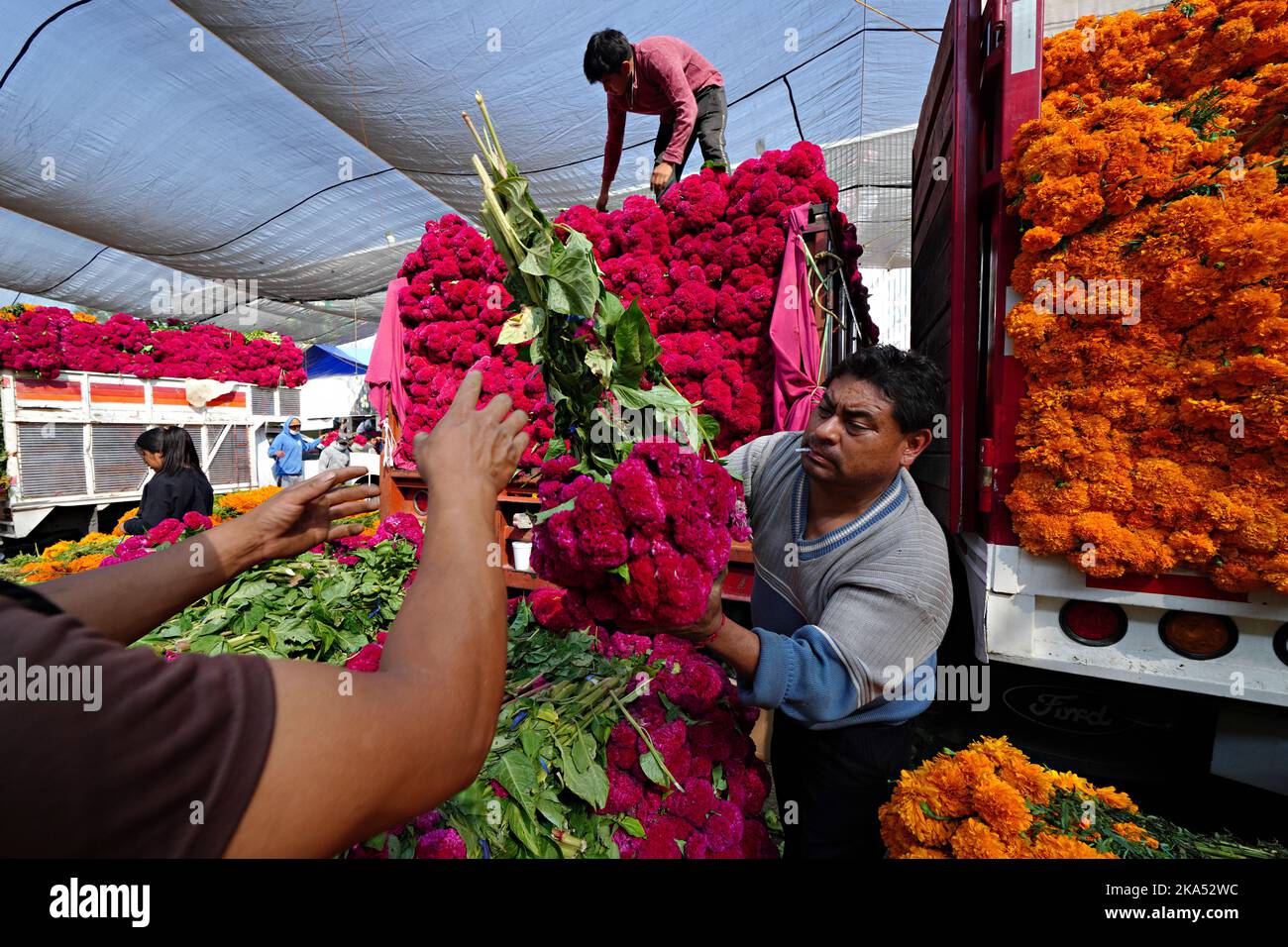 Mexico City, Mexico. 31st Oct, 2022. Flower sellers do brisk business selling red cockscomb and cempasuchil, the traditional flowers of the Day of the Dead flower used to decorate altars and gravesites during the annual festival at the Jamaica Flower Market, October 31, 2022 in Mexico City, Mexico. Credit: Richard Ellis/Richard Ellis/Alamy Live News Stock Photo