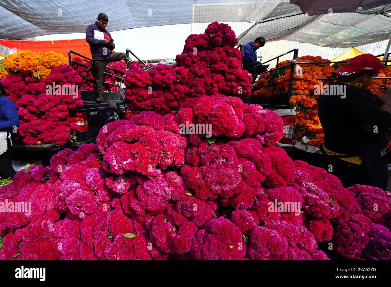 Mexico City, Mexico. 31st Oct, 2022. Workers unload giant piles of red cockscomb and cempasuchil, the traditional Day of the Dead flowers used to decorate altars and gravesites during the annual festival at the Jamaica Flower Market, October 31, 2022 in Mexico City, Mexico. Credit: Richard Ellis/Richard Ellis/Alamy Live News Stock Photo