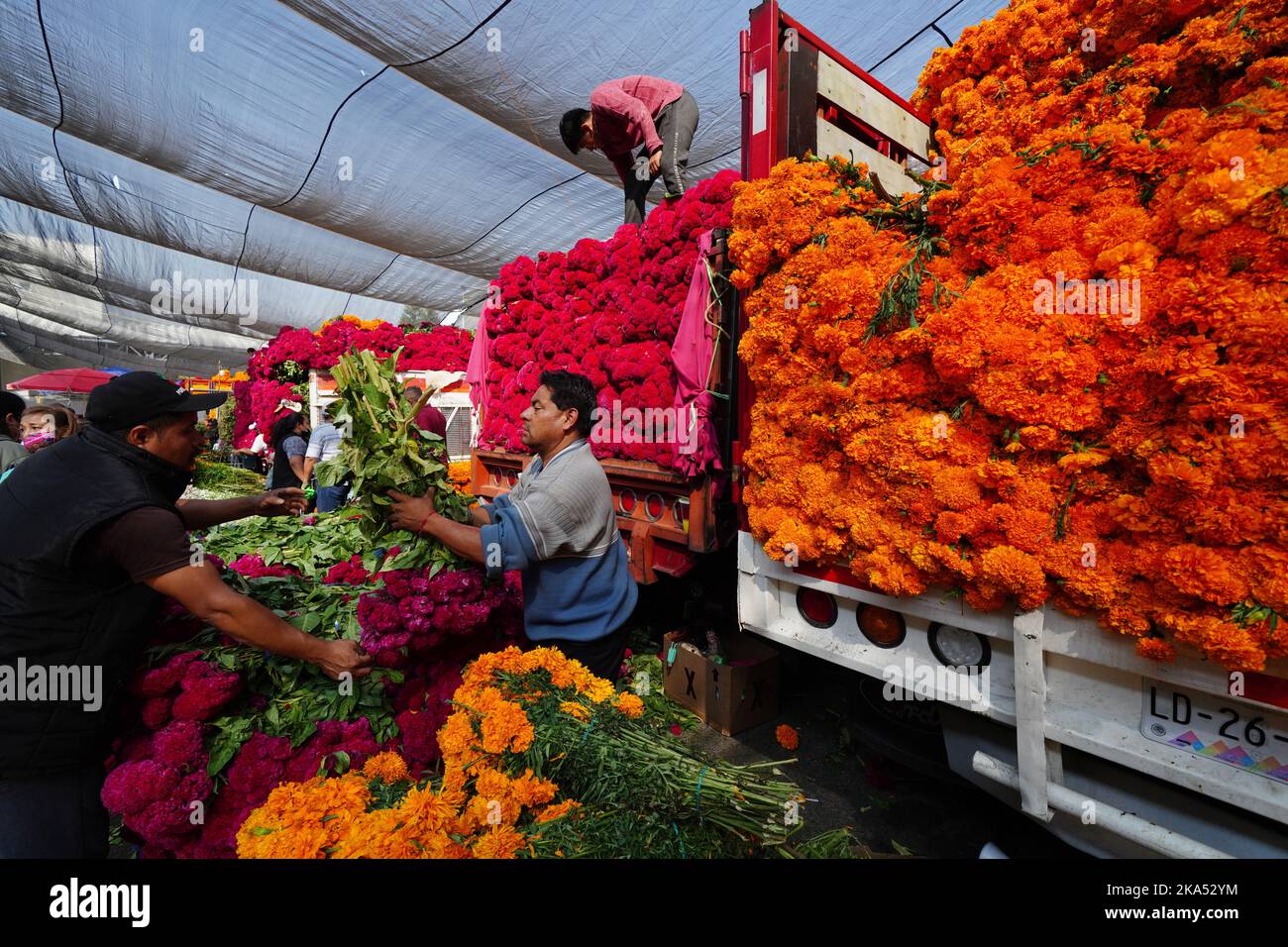 Mexico City, Mexico. 31st Oct, 2022. Flower sellers do brisk business selling red cockscomb and cempasuchil, the traditional flowers of the Day of the Dead flower used to decorate altars and gravesites during the annual festival at the Jamaica Flower Market, October 31, 2022 in Mexico City, Mexico. Credit: Richard Ellis/Richard Ellis/Alamy Live News Stock Photo