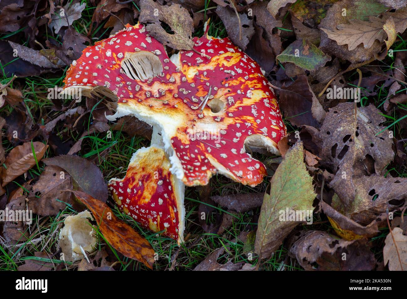 Windsor, Berkshire, UK. 31st October, 2022. Nature's larder of fungi. Gardens and woodlands around Windsor are bursting with Autumnal colours as the temperatures remain higher than usual for this time of year. Credit: Maureen McLean/Alamy Live News Stock Photo
