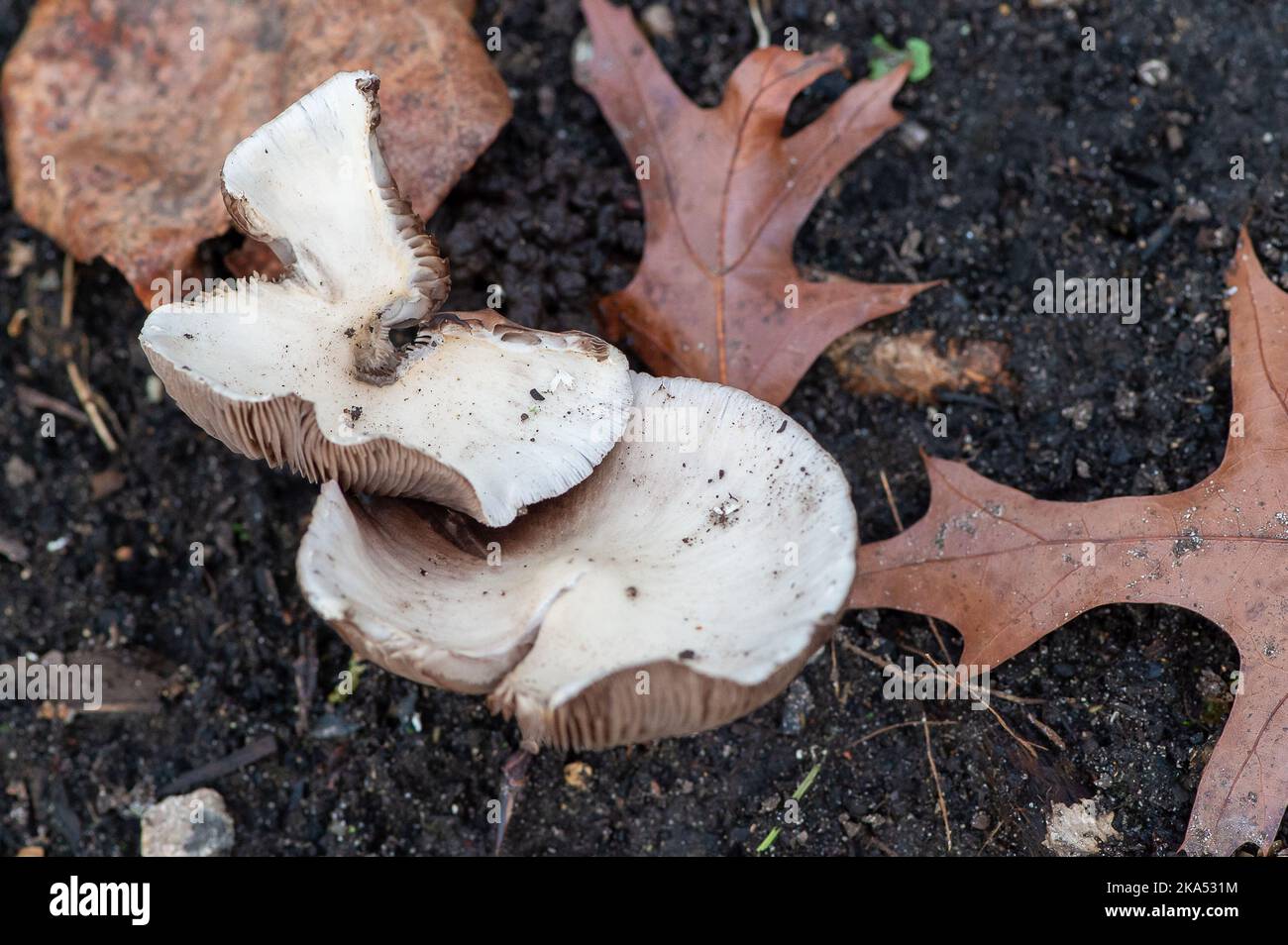 Windsor, Berkshire, UK. 31st October, 2022. Nature's larder of fungi. Gardens and woodlands around Windsor are bursting with Autumnal colours as the temperatures remain higher than usual for this time of year. Credit: Maureen McLean/Alamy Live News Stock Photo