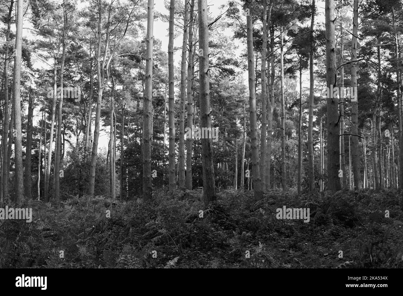 black and white monochrome image of Trees in a forest with green fern and other foliage on ground Stock Photo