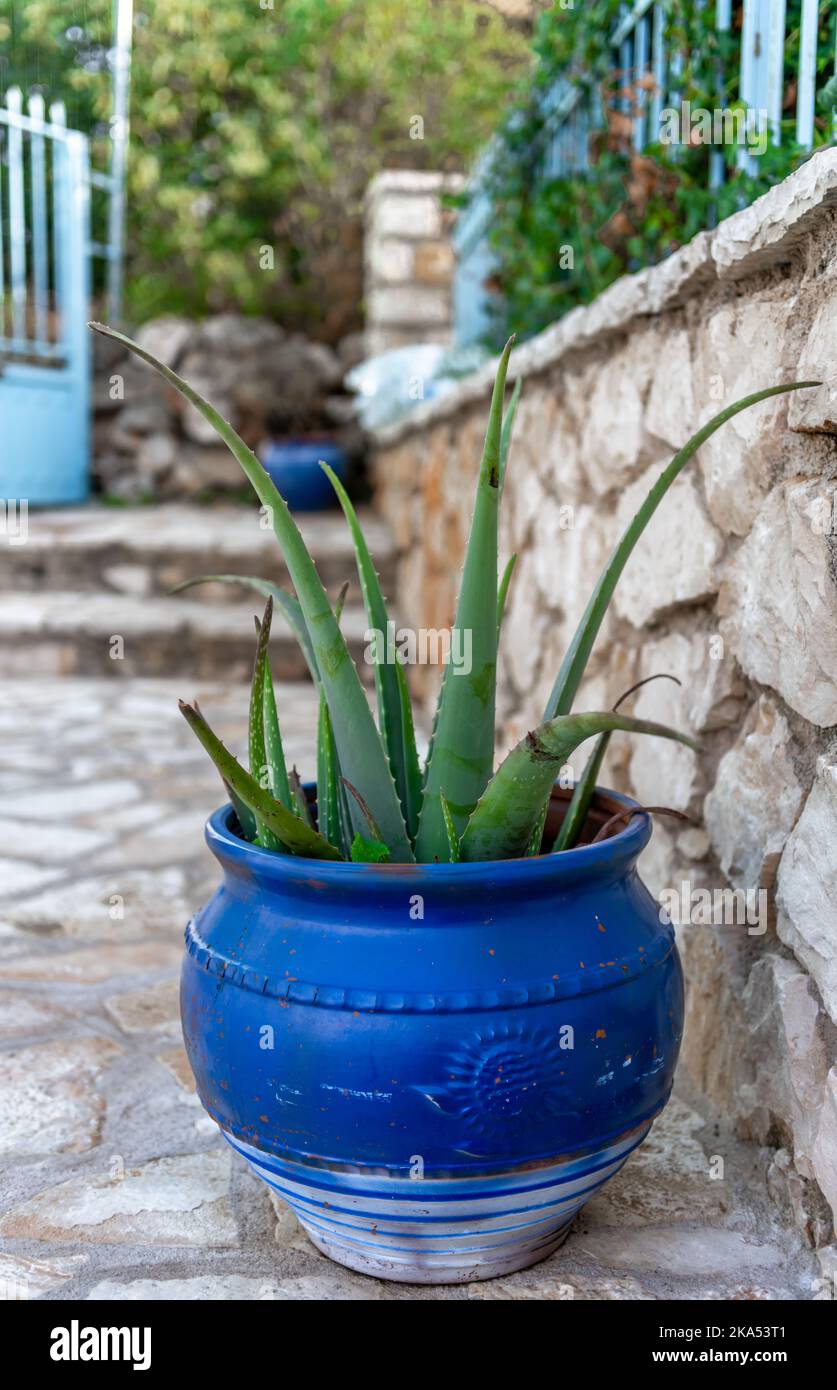 An Aloe Vera plant growing in a blue pot in a garden. Stock Photo