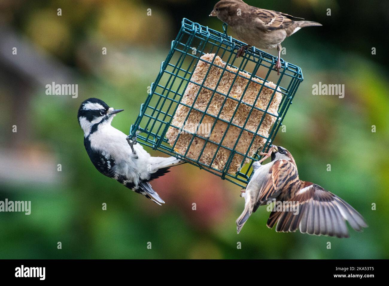 Female Downy woodpecker and house sparrow at autumn suet feeder Stock Photo