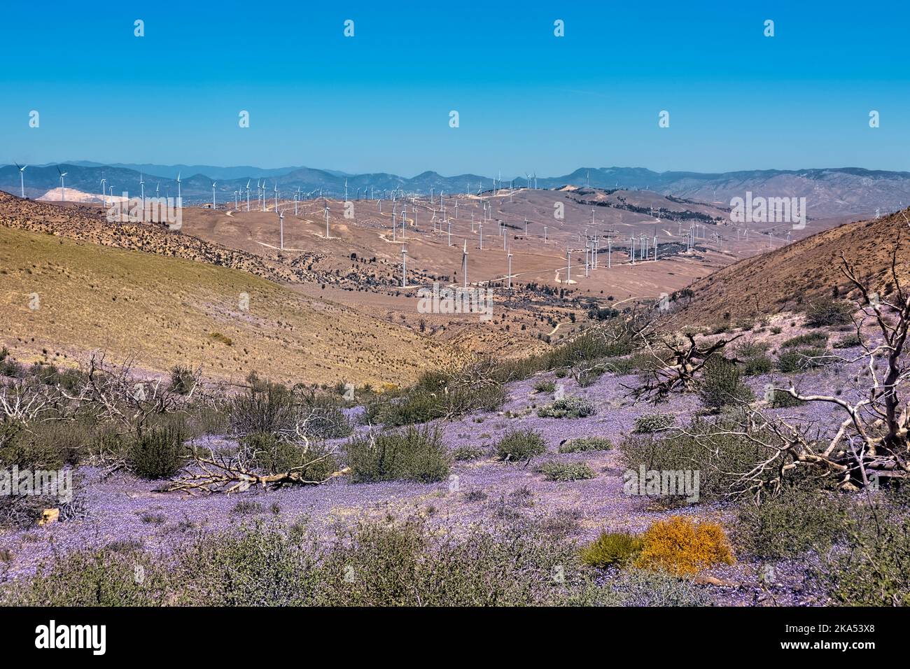 Wildflowers and windmills in the Mojave, Pacific Crest Trail, Tehachapi, California, USA Stock Photo