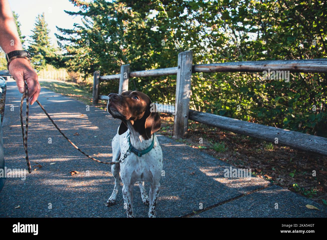 Cute female French Pointer dog out for a walk, with a brown head. Stock Photo