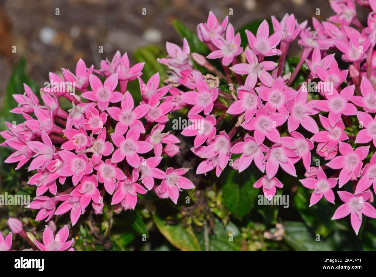 Pink Egyptian starcluster (Pentas lanceolata) flowers blooming in a garden bed. African flowering plant in the Madder family Rubiaceae. Stock Photo
