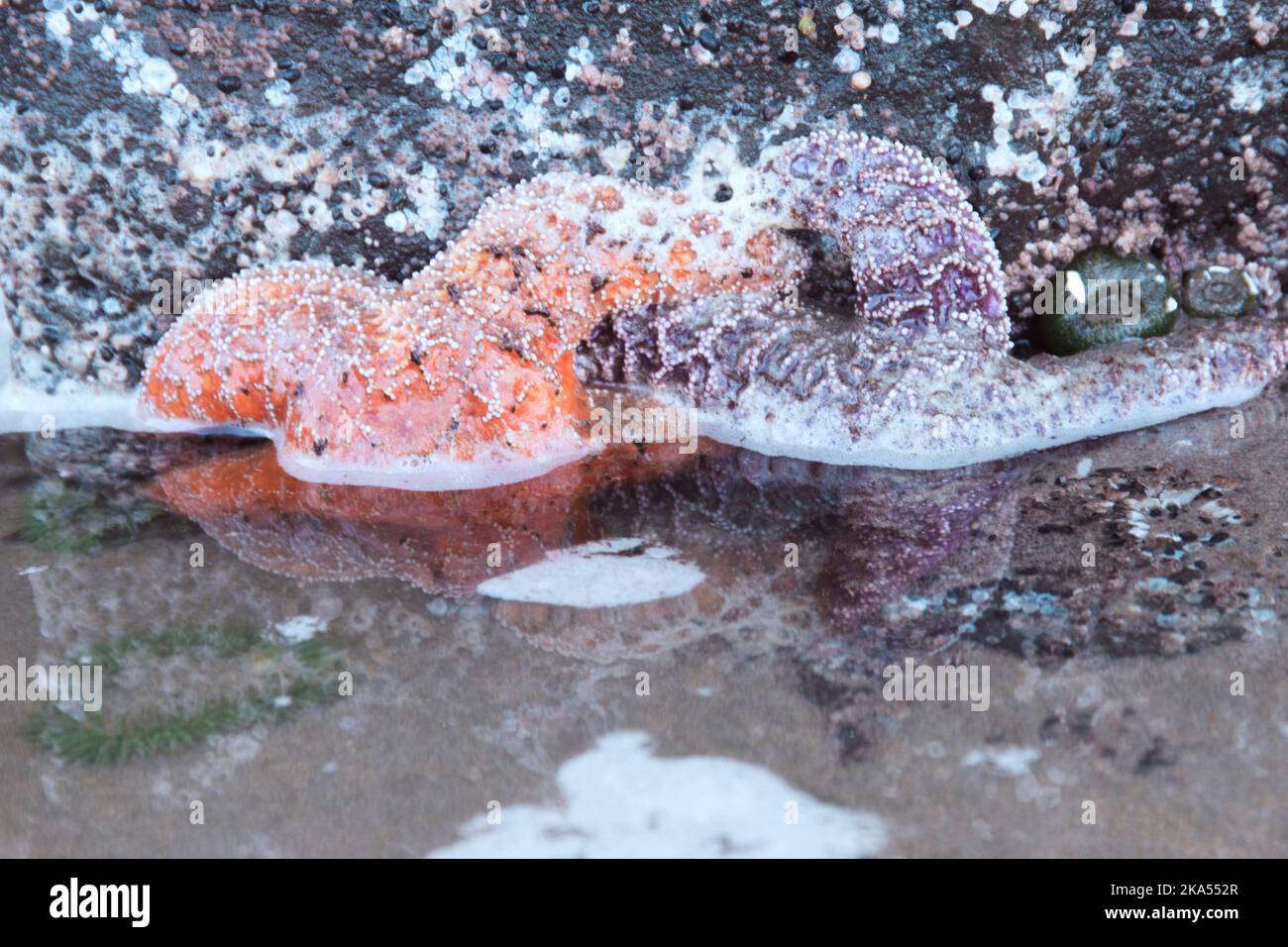 Star fish clinging to the barnacle covered sea stacks, on the Oregon Coastline. Stock Photo