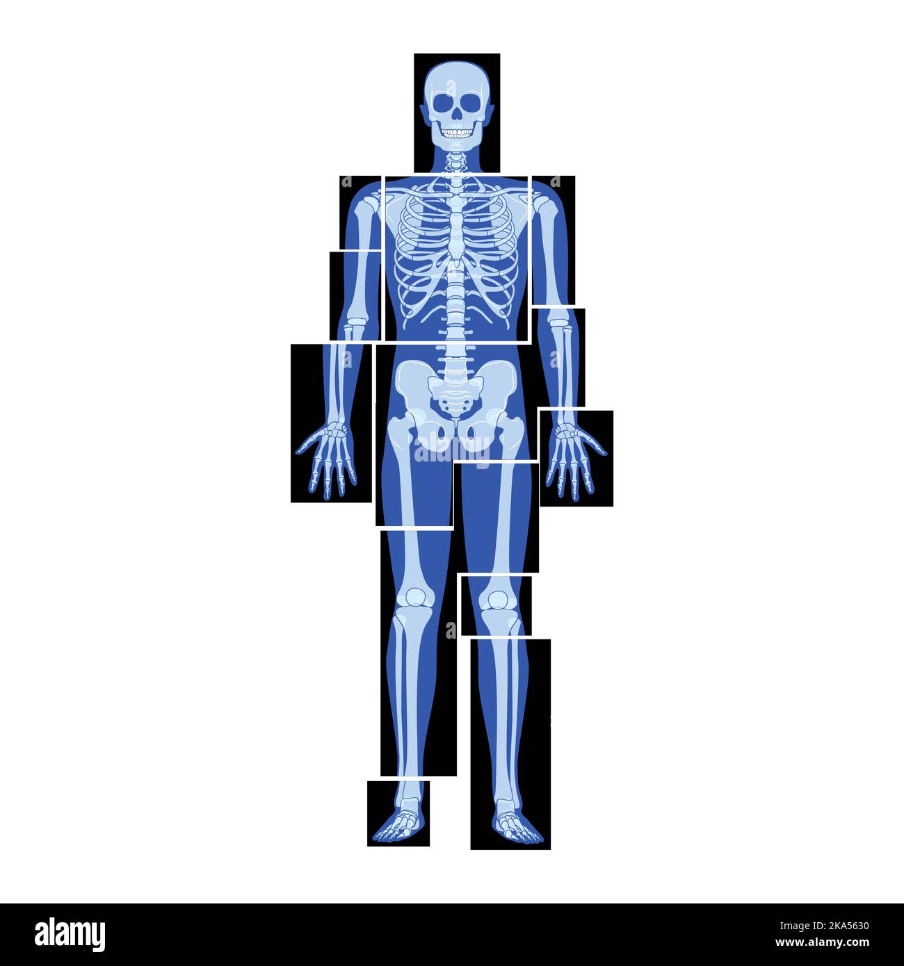 Set of X-Ray Skeleton Human body parts - hands, legs, chest, head, vertebrae pelvis, Bones adult people roentgen front view. 3D realistic flat blue color concept Vector illustration of medical anatomy Stock Vector