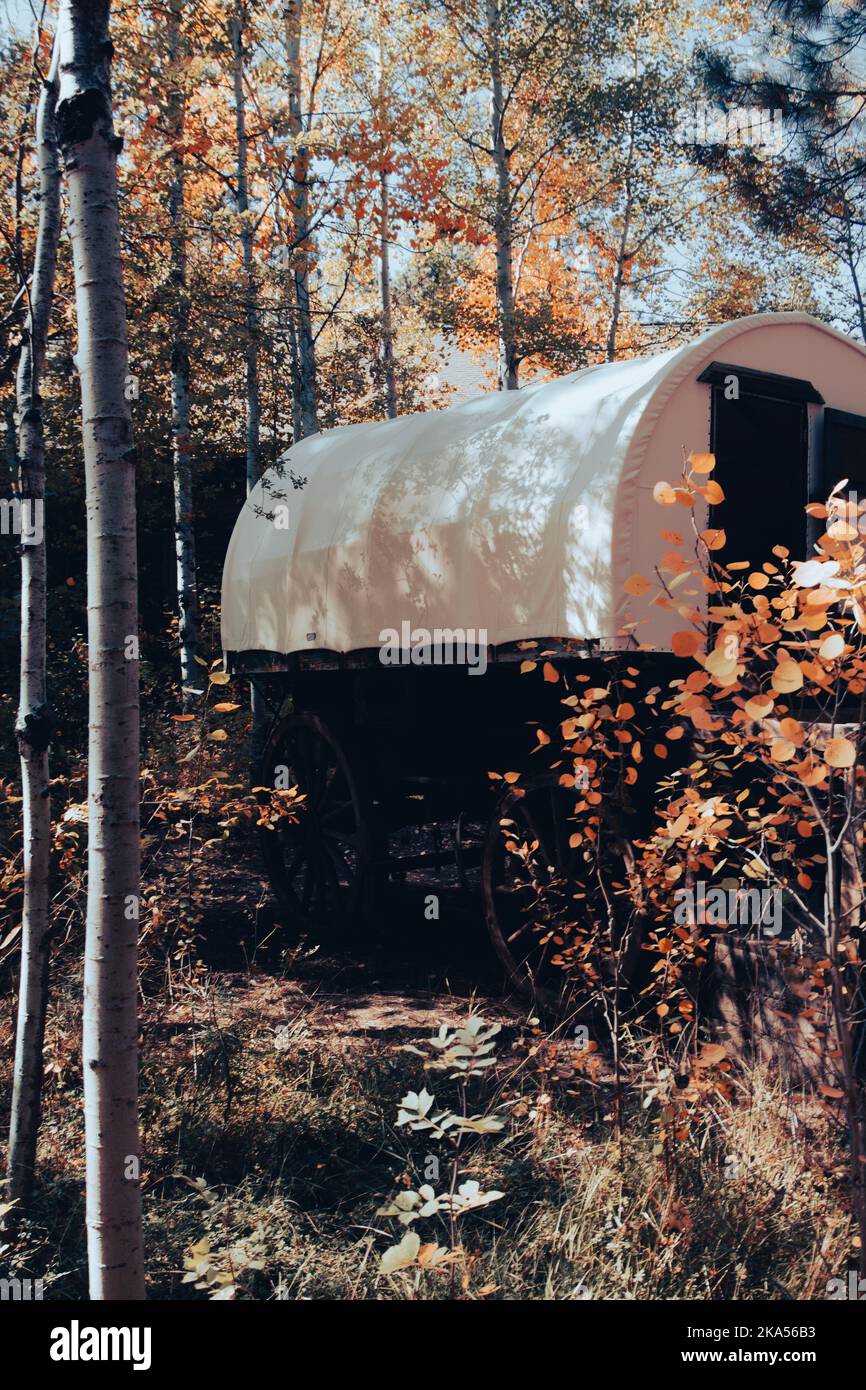 A model of a covered wagon used to travel west in the 1800s, surrounded by trees. Stock Photo