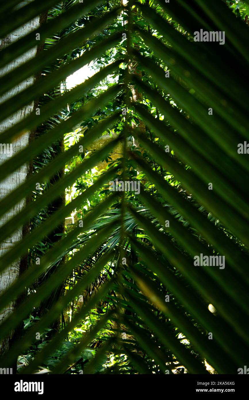 Palm Tree Leave Stock Photo Alamy