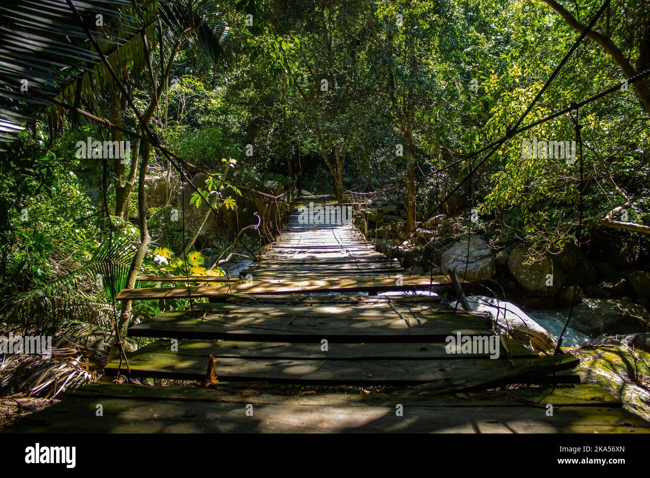 Bridge in the Jungle Stock Photo Alamy