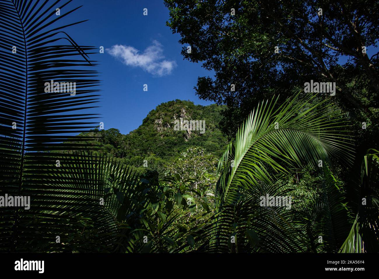 Jungle Scenery Stock Photo