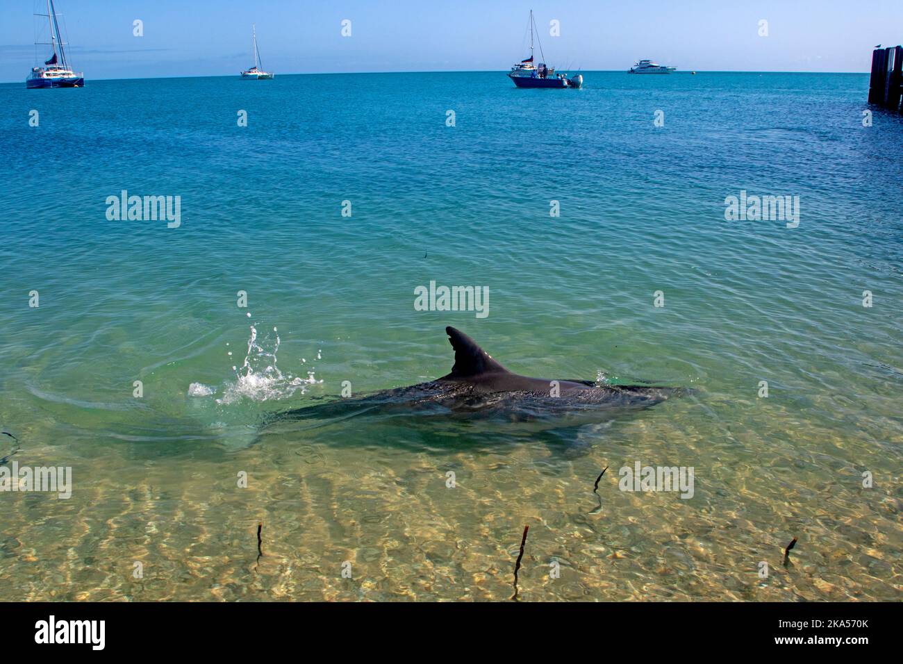Bottlenose dolphin at Monkey Mia Stock Photo Alamy