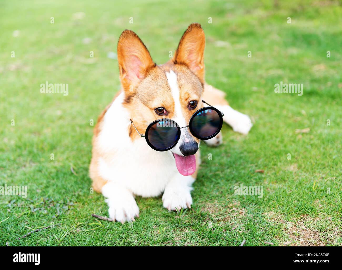 Dog wearing sunglasses on the green grass Stock Photo Alamy