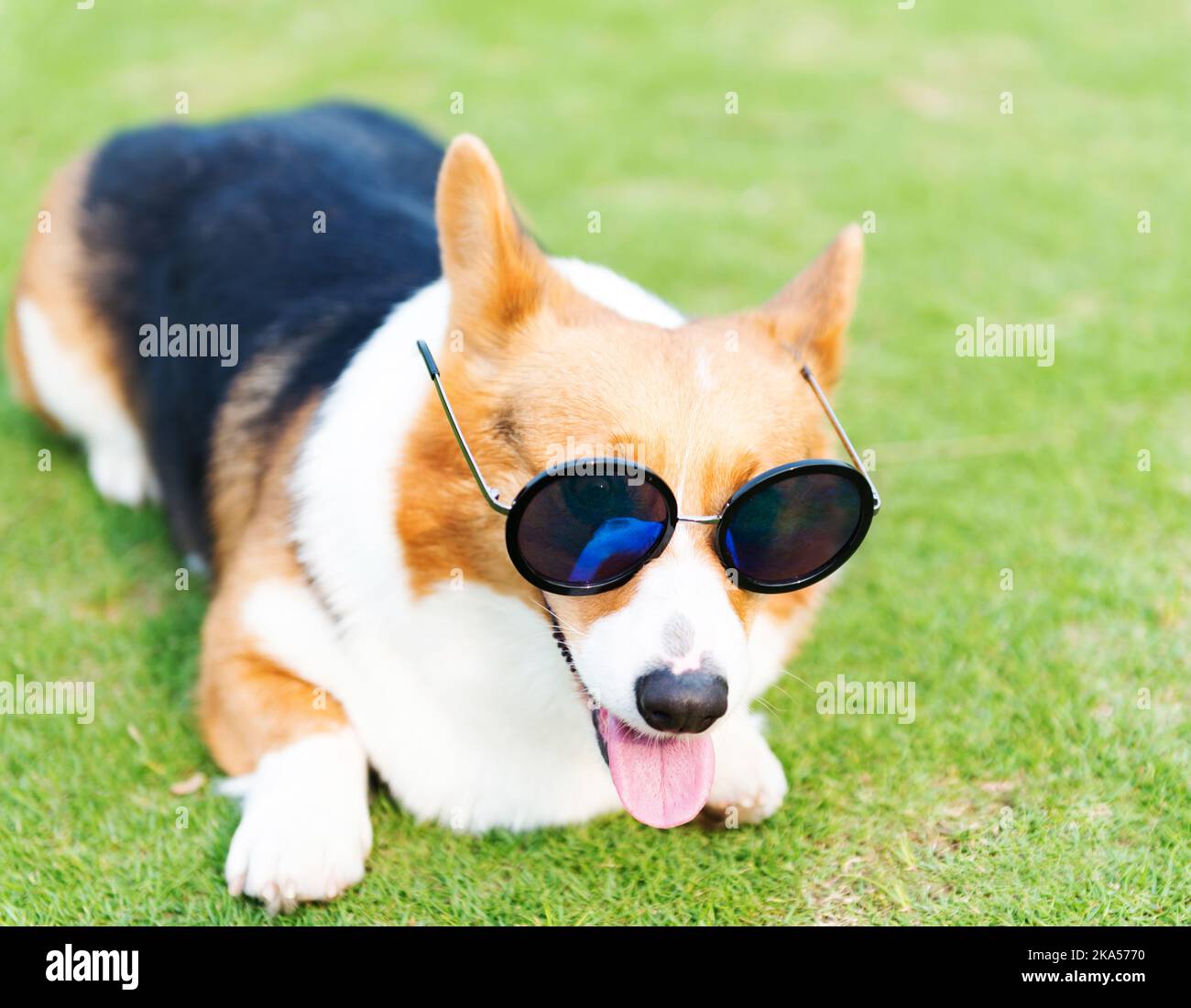 Dog wearing sunglasses on the green grass Stock Photo - Alamy