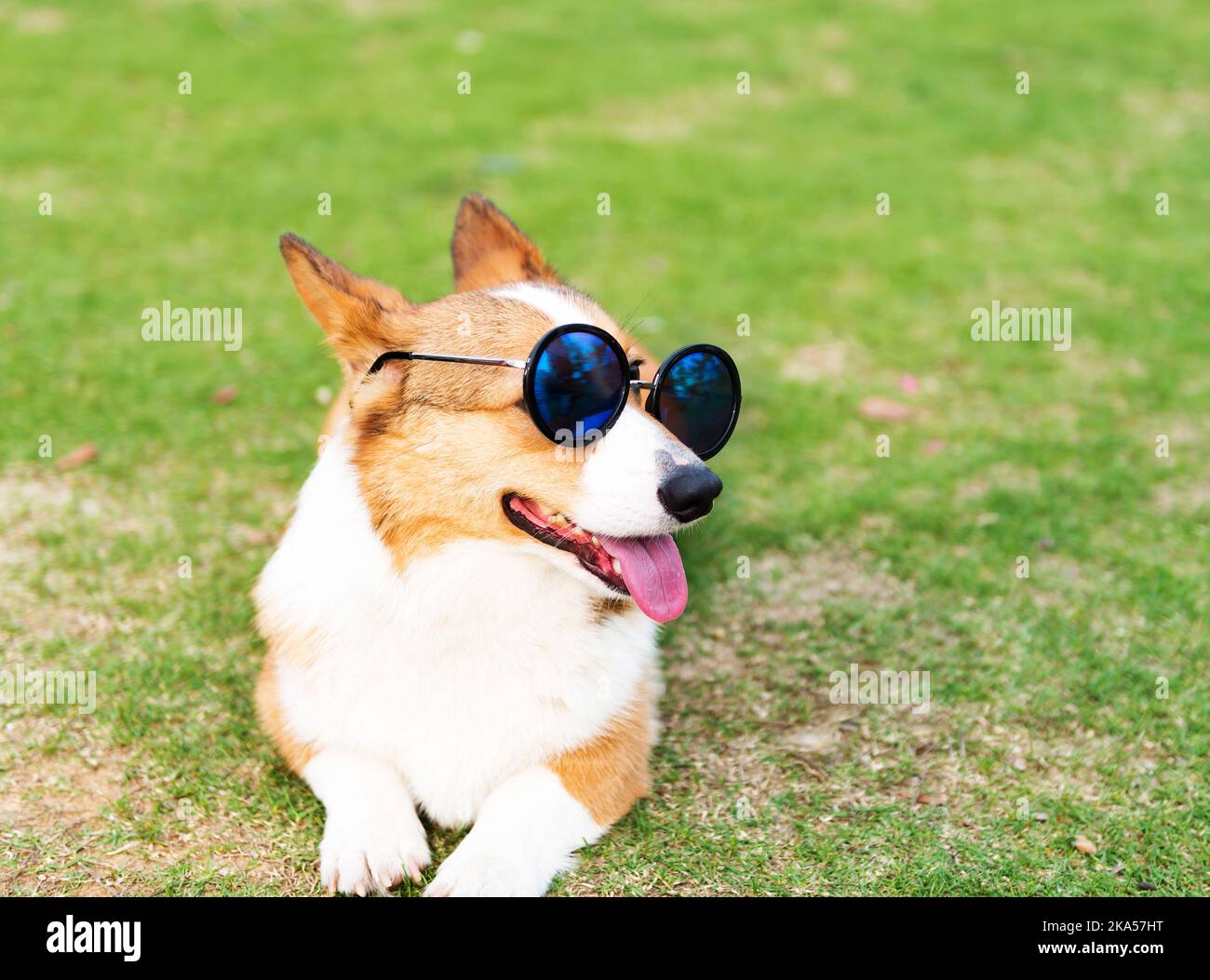 Dog wearing sunglasses on the green grass Stock Photo - Alamy