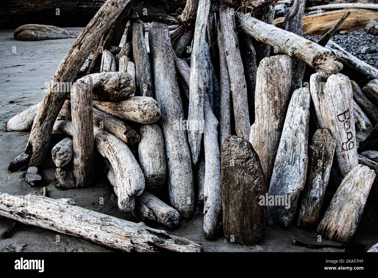 A collection of driftwood pile on the beach in Oregon, USA Stock Photo