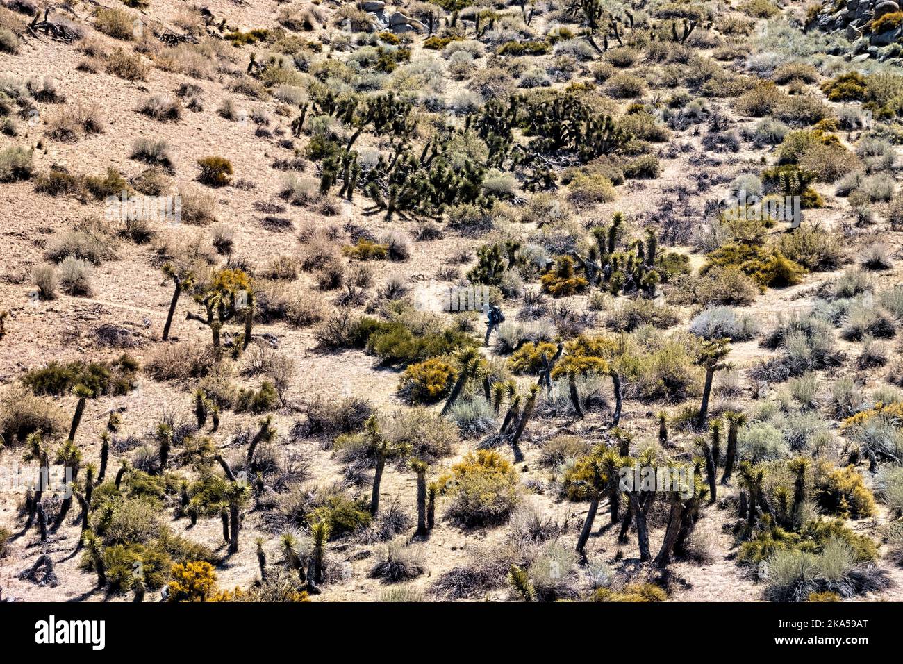 High desert trekking in the Mojave on the Pacific Crest Trail, Ridgecrest, California, USA Stock