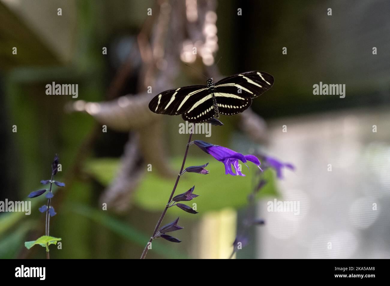 A Zebra Longwing resting on a purple flower Stock Photo
