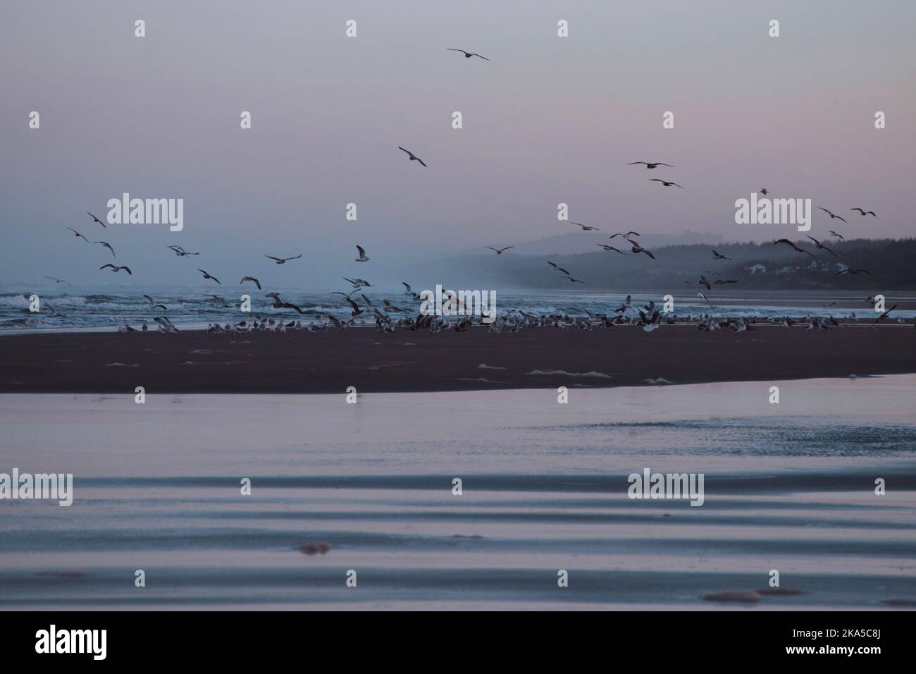 A large flock of birds takes off from a sand bar on the beach of Oregon during sunset. Stock Photo