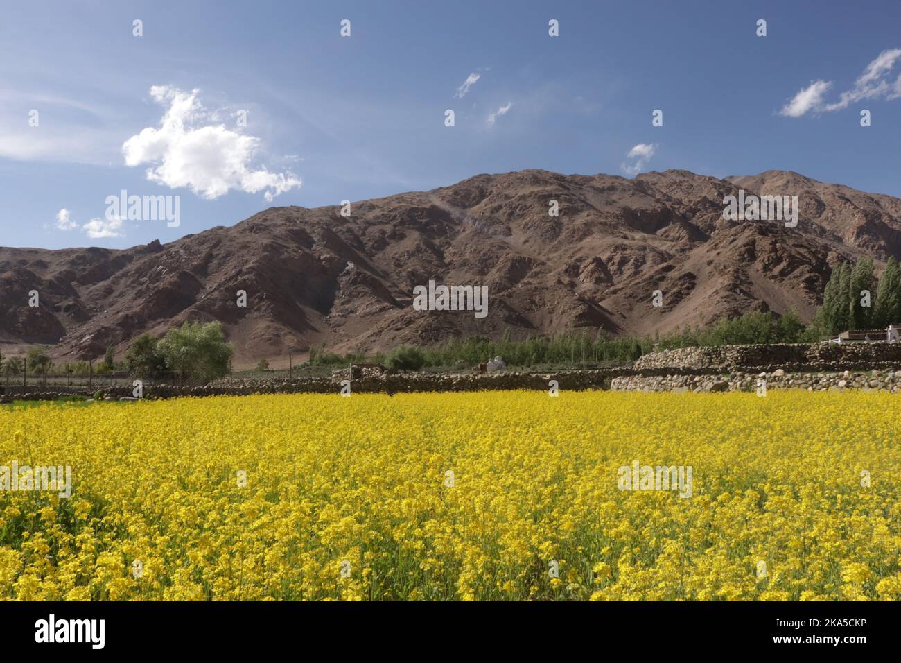 Mustard flower field with green valley in leh,ladakh Stock Photo Alamy