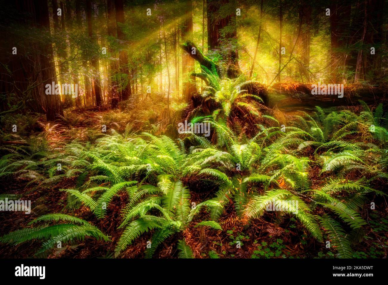 Redwood National Park established on 1968 and California's State Parks