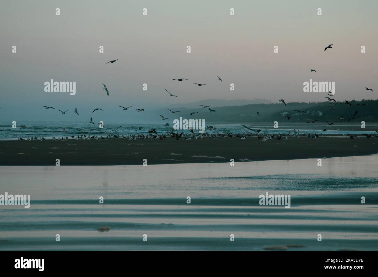 A large flock of birds takes off from a sand bar on the beach of Oregon during sunset. Stock Photo