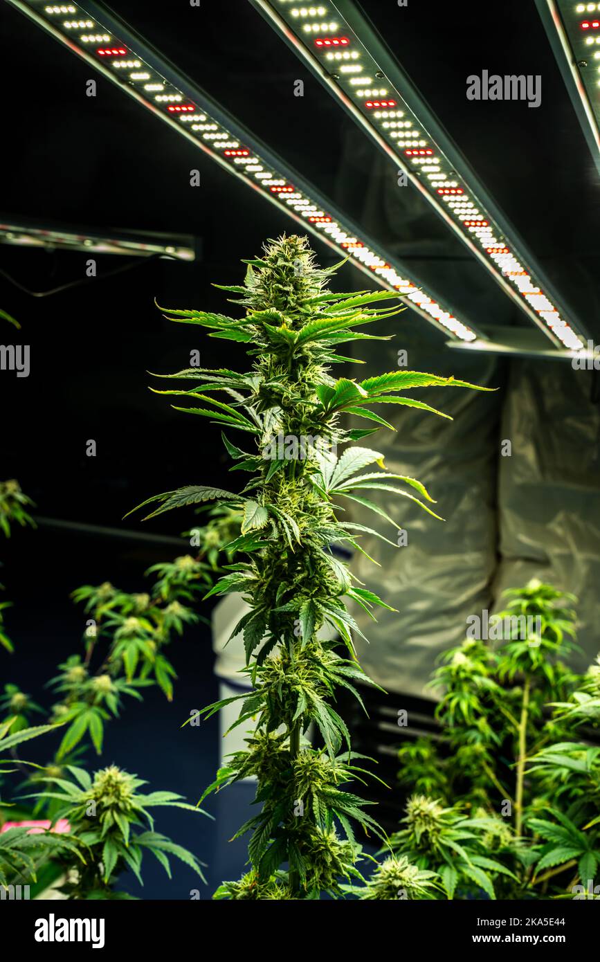Full grown marijuana plants hi-res stock photography and images - Alamy