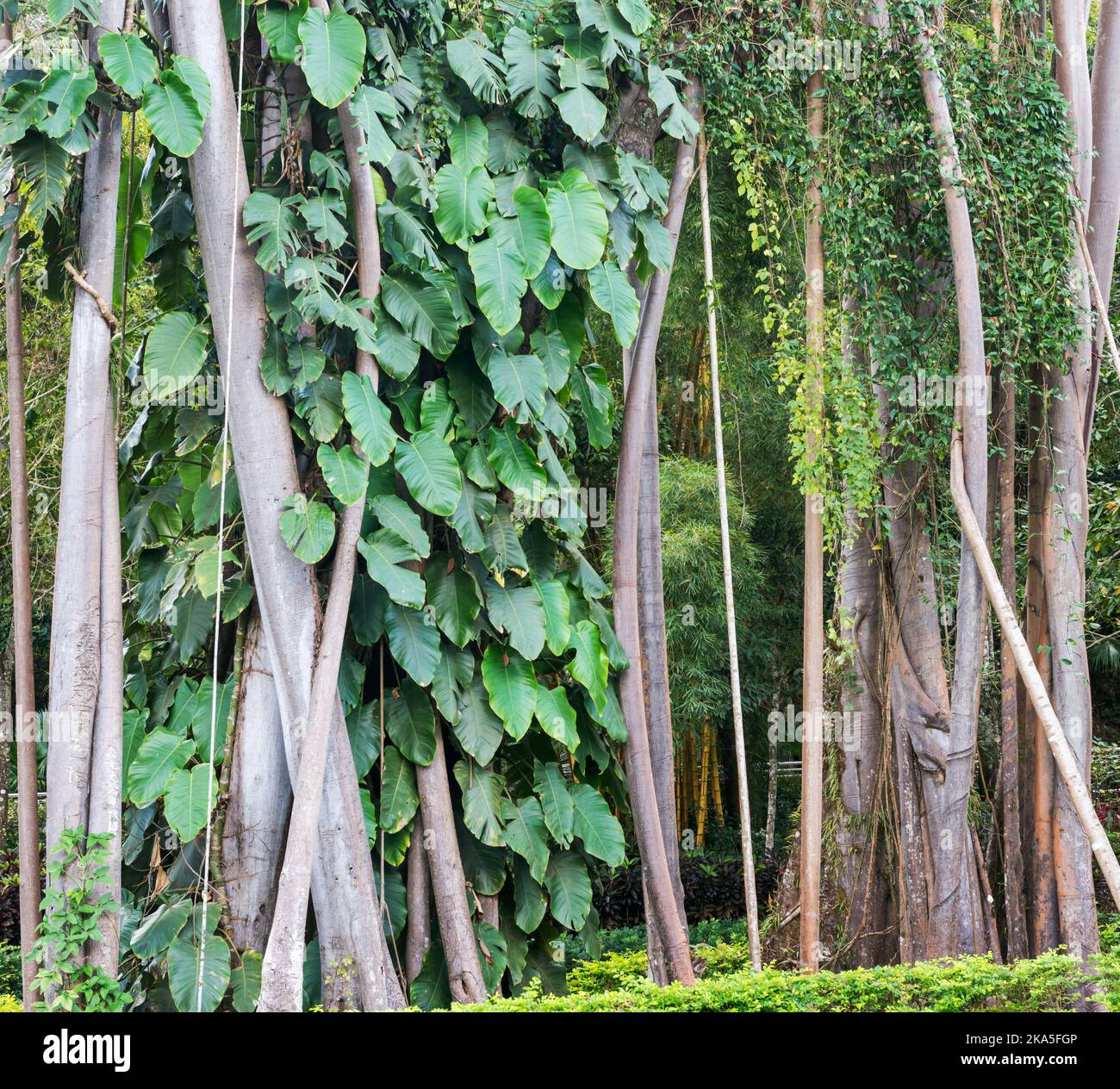 Banyan tree Stock Photo