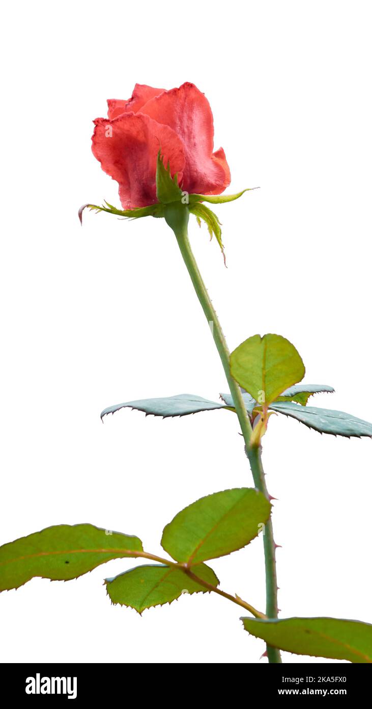 Rose bud with blurry background hi-res stock photography and images - Alamy