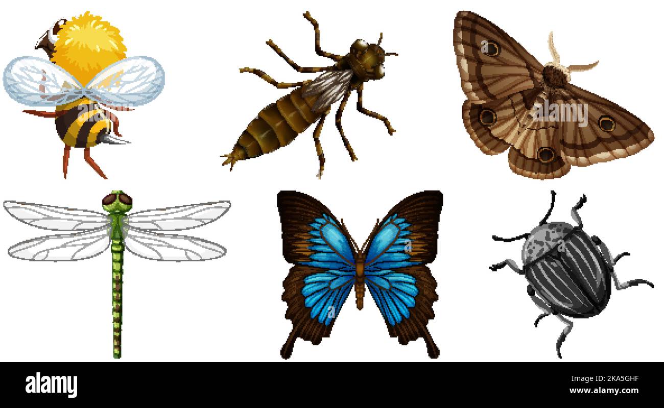Set of different kinds of insects illustration Stock Vector Image & Art ...
