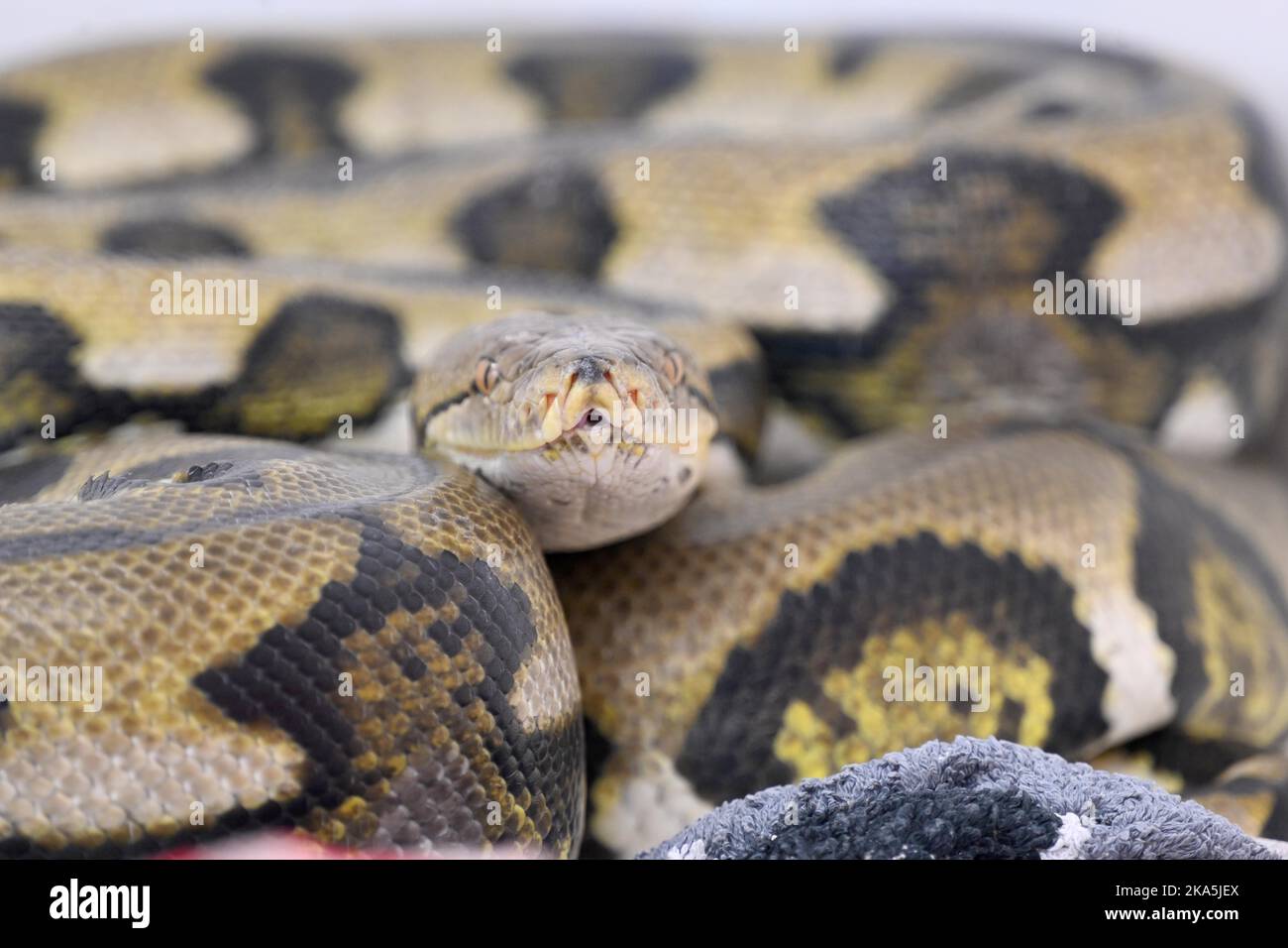 What Time Of Day Should I Feed My Ball Python