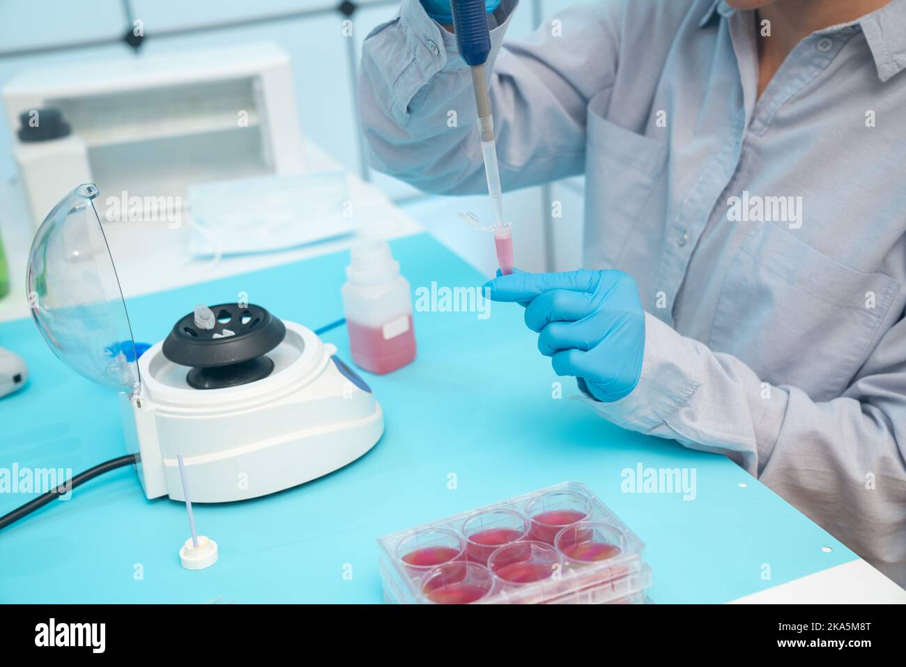a young female laboratory assistant in a microbiological laboratory examines the resistance of bacteria to antibiotics. inoculation of pathogenic micr Stock Photo