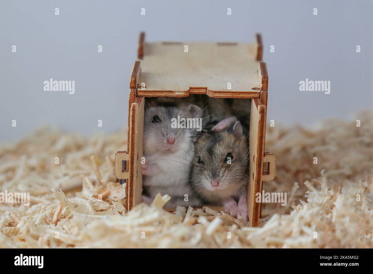 White and gray hamsters are sitting in the house. Female and male rodents in a burrow. The muzzles of mice. Animals in love. The life of pets. Close-up. Stock Photo
