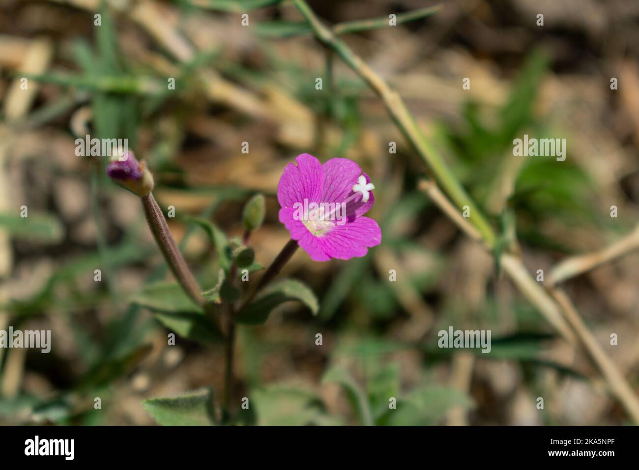 Close up photo of tiny flower hi-res stock photography and images - Alamy
