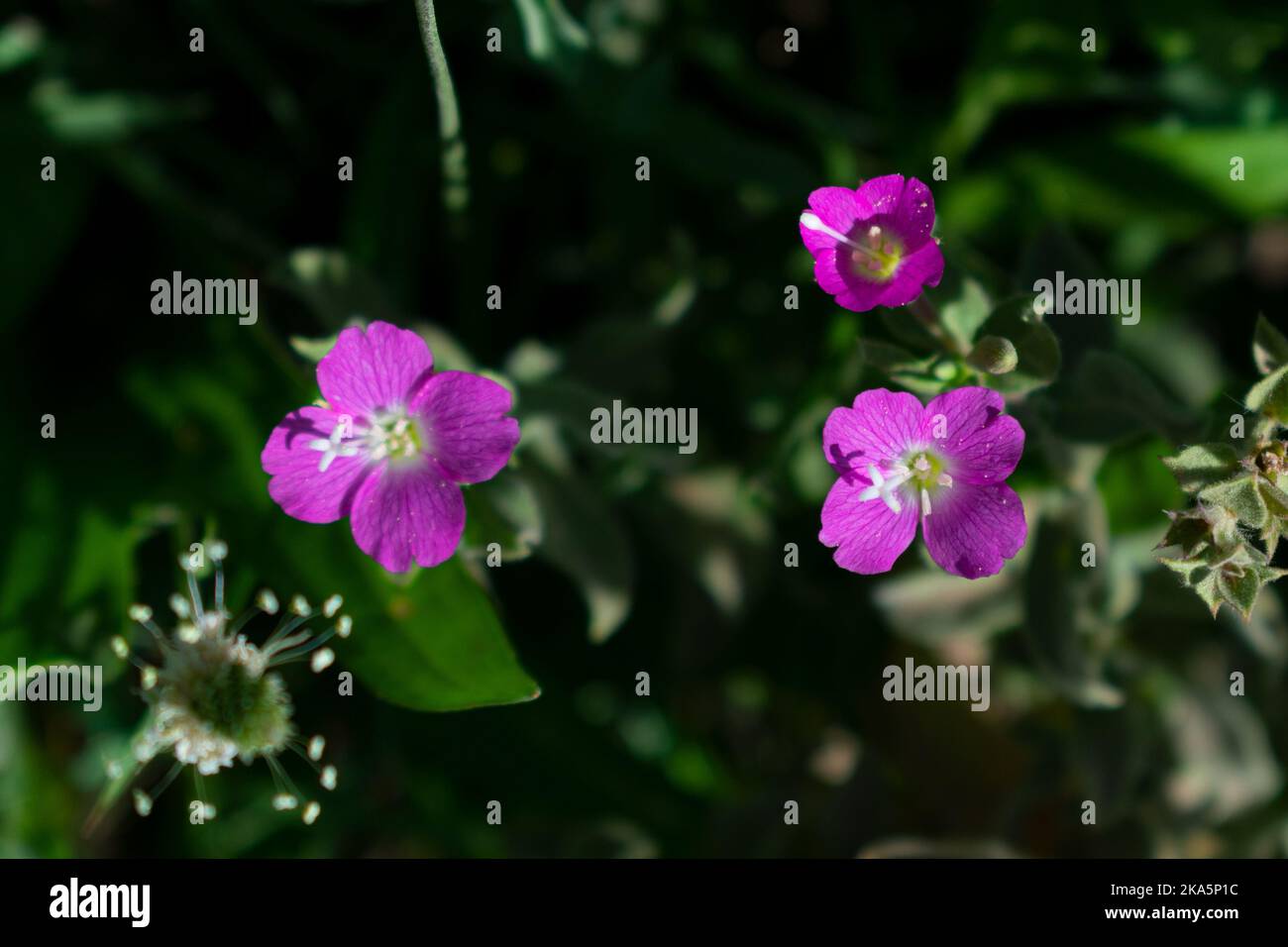 Nice purple flower hi-res stock photography and images - Alamy