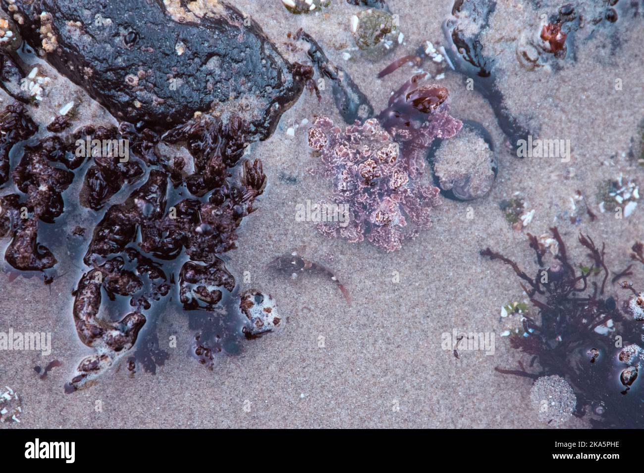 Star fish clinging to the barnacle covered sea stacks, on the Oregon Coastline. Stock Photo